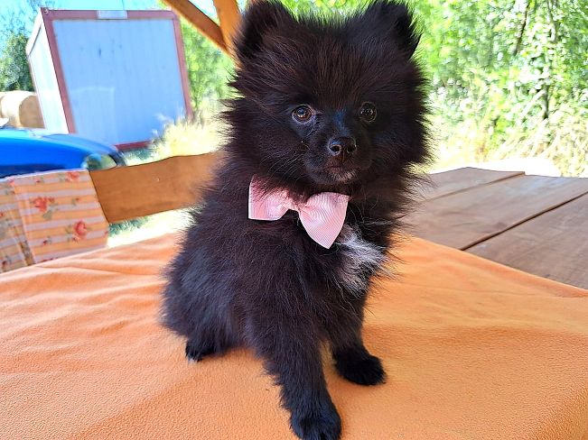 pfotenretterungarn Queeny (1)