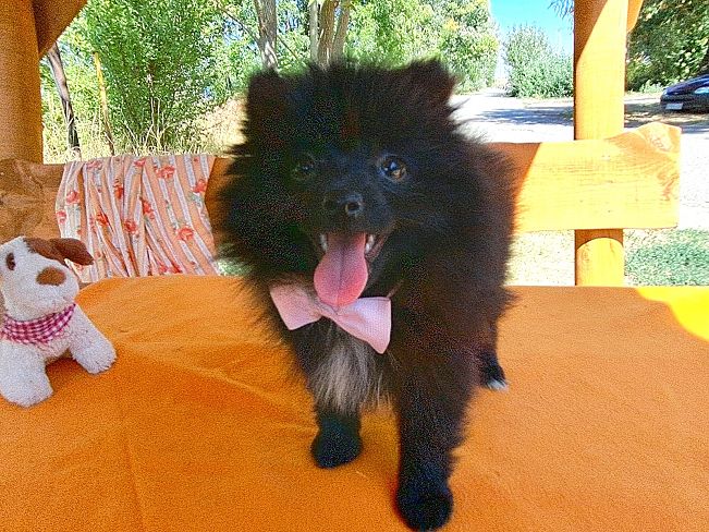 pfotenretterungarn Queeny (2)