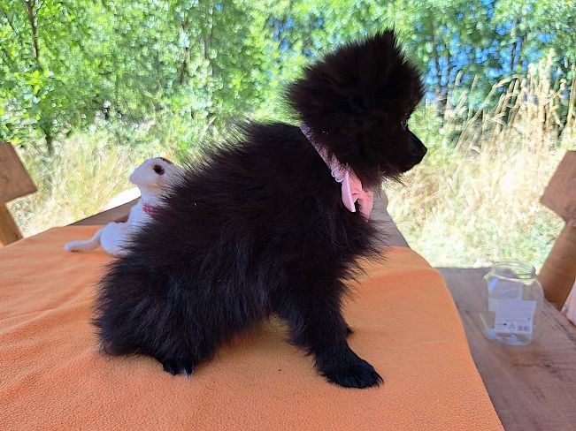 pfotenretterungarn Queeny (3)