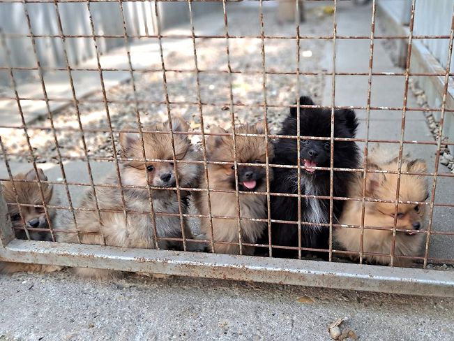 pfotenretterungarn Queeny (4)