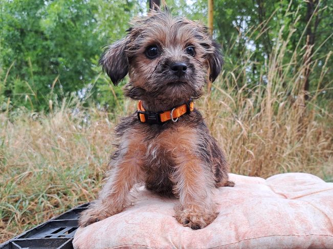 pfotenretterungarn Sam (1)