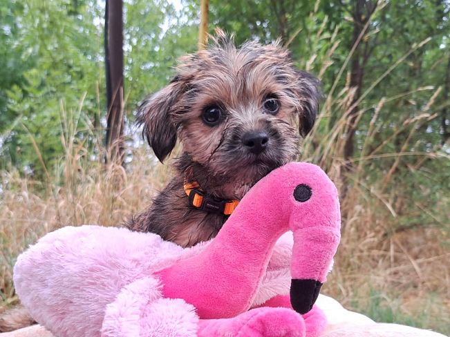 pfotenretterungarn Sam (2)