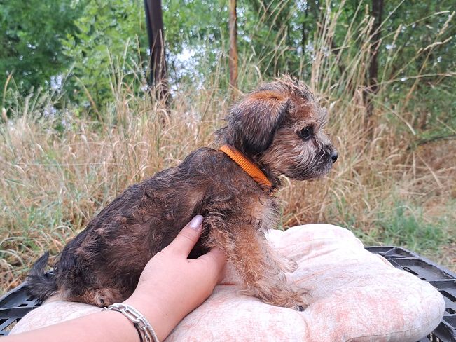 pfotenretterungarn Sam (3)