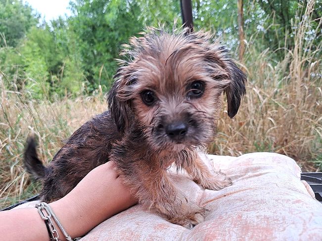 pfotenretterungarn Sam (4)