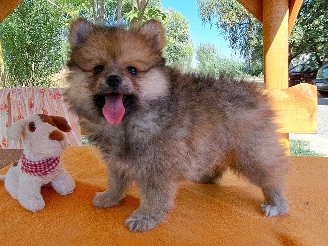 pfotenretterungarn Scooper (1)