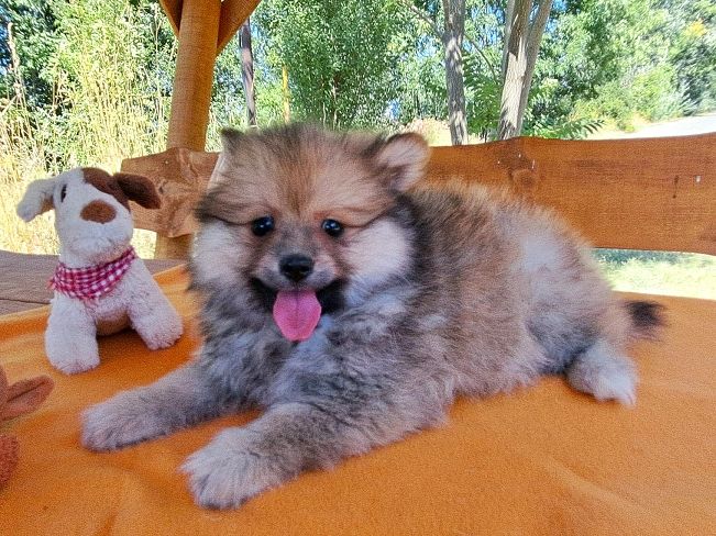 pfotenretterungarn Scooper (2)