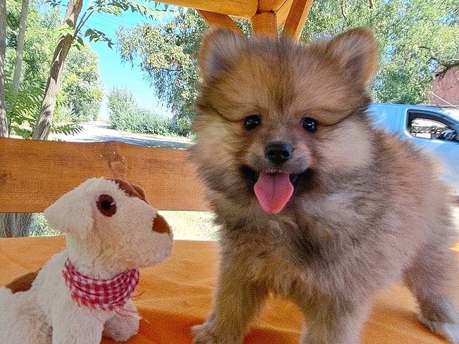 pfotenretterungarn Scooper (3)