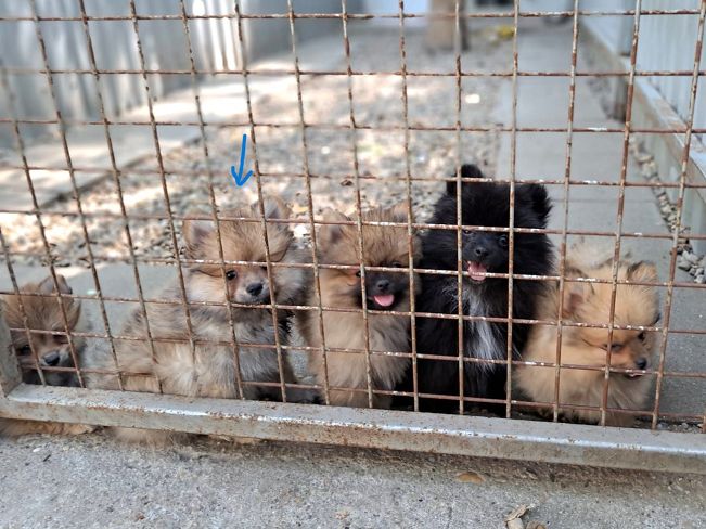 pfotenretterungarn Scooper (4)