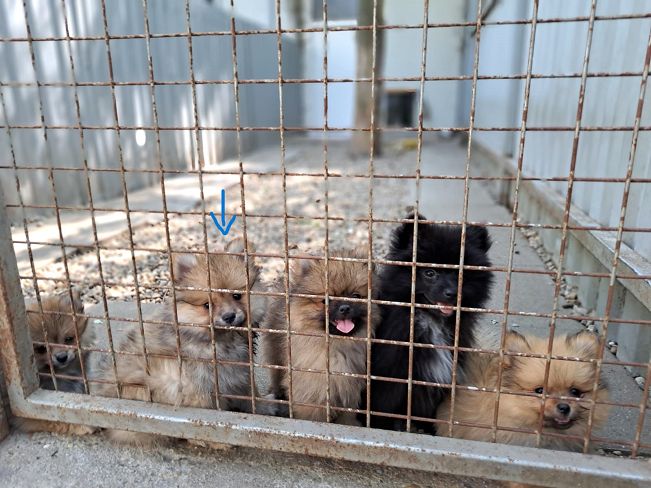 pfotenretterungarn Scooper (5)