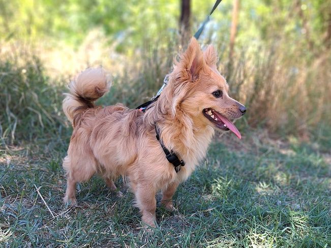 pfotenretterungarn Sherlock (2)