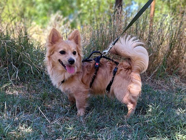 pfotenretterungarn Sherlock (3)