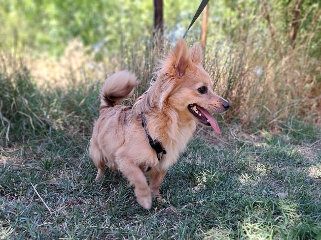 pfotenretterungarn Sherlock (4)