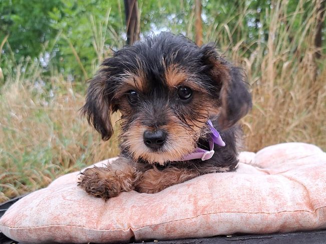 pfotenretterungarn Smartie (1)