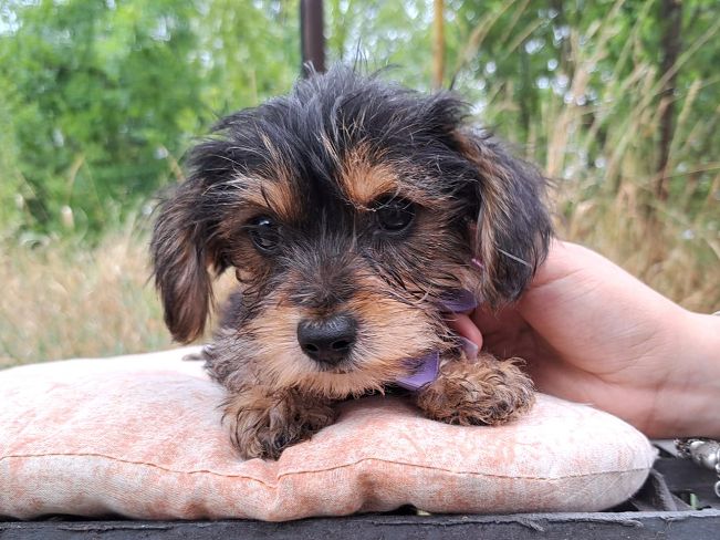 pfotenretterungarn Smartie (3)