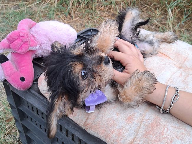 pfotenretterungarn Smartie (4)