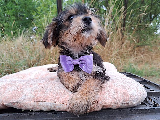 pfotenretterungarn Smartie (6)