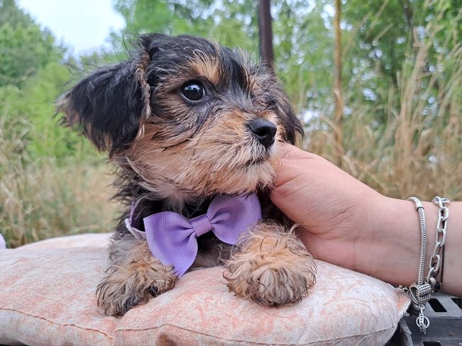 pfotenretterungarn Smartie (7)