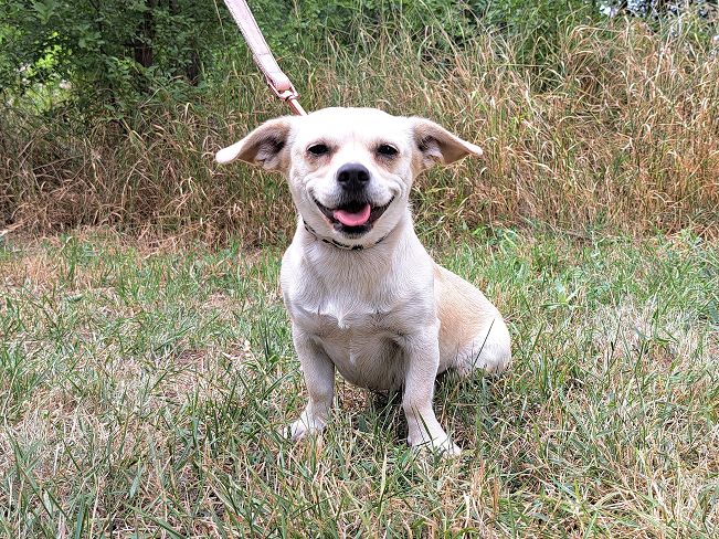 pfotenretterungarn Sofia (2)