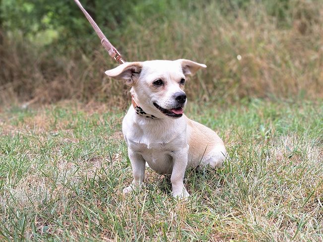 pfotenretterungarn Sofia (4)