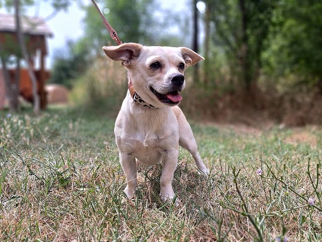 pfotenretterungarn Sofia (7)