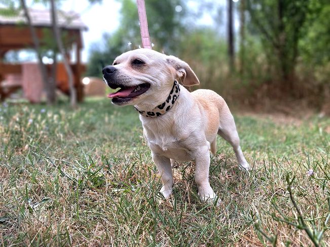 pfotenretterungarn Sofia (8)