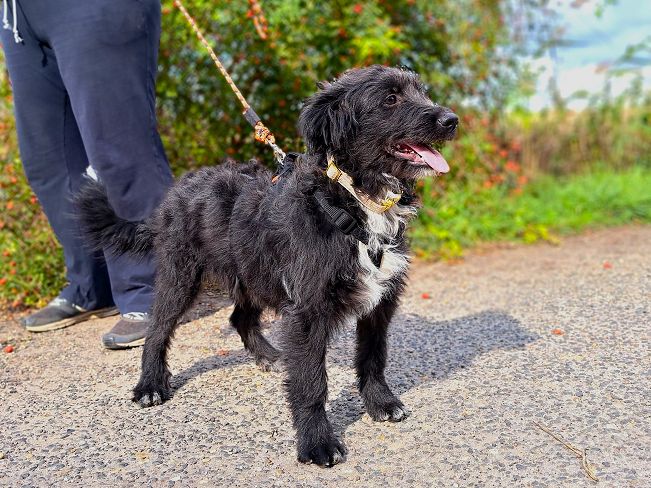 pfotenretterungarn Evita Okt-25 (2)