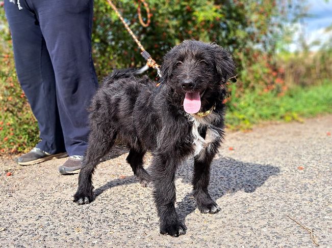 pfotenretterungarn Evita Okt-25 (3)