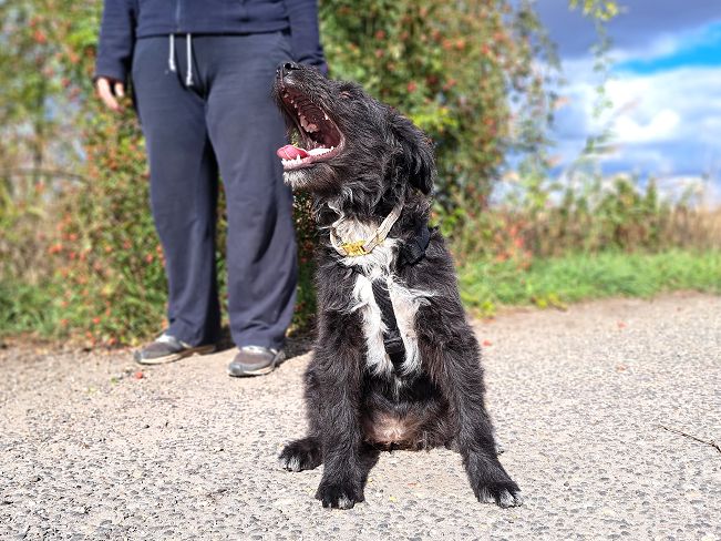 pfotenretterungarn Evita Okt-25 (4)