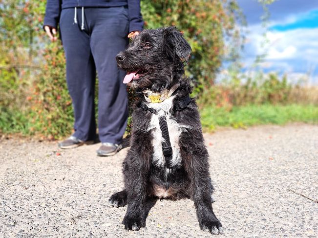 pfotenretterungarn Evita Okt-25 (5)