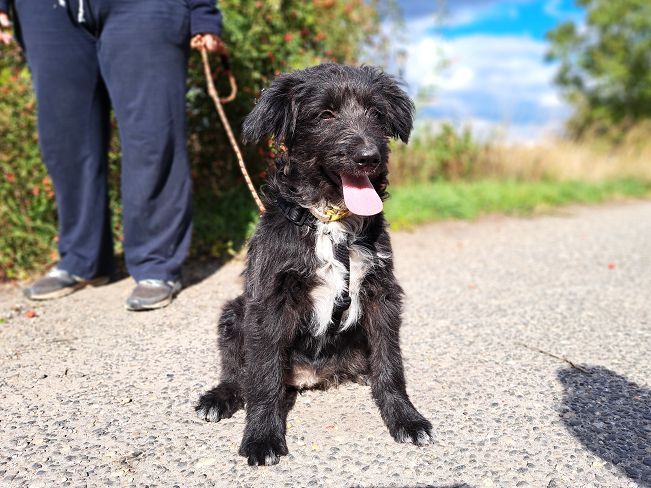 pfotenretterungarn Evita Okt-25 (6)