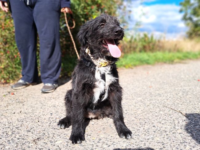 pfotenretterungarn Evita Okt-25 (7)