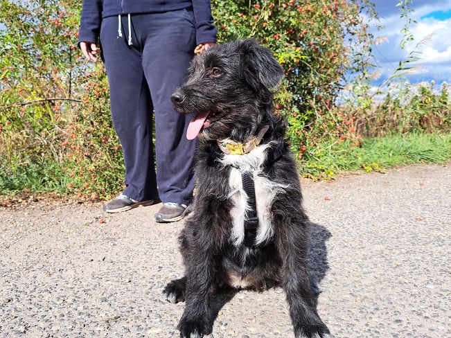 pfotenretterungarn Evita Okt-25 (8)