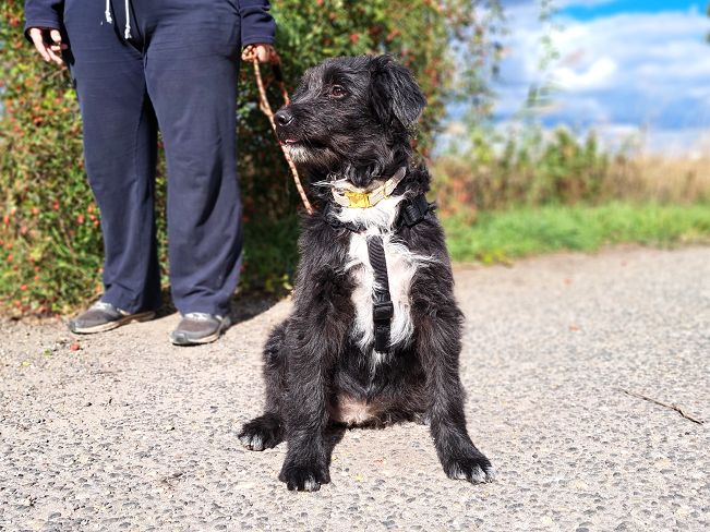 pfotenretterungarn Evita Okt-25 (9)