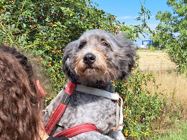 pfotenretterungarn Ronja (1)