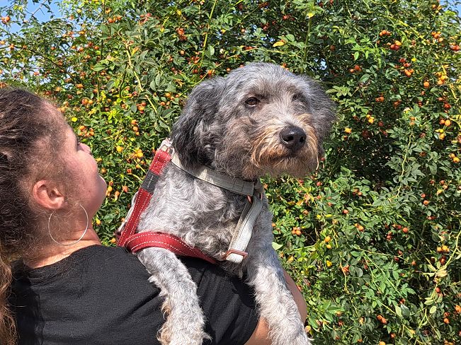 pfotenretterungarn Ronja (10)