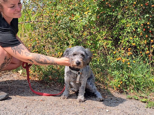 pfotenretterungarn Ronja (12)