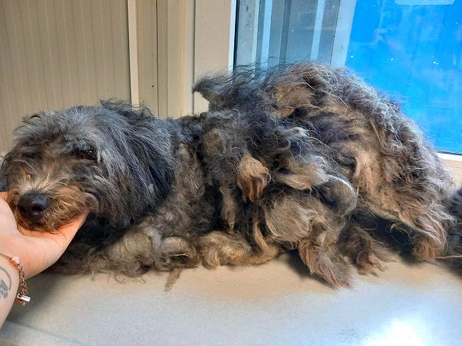 pfotenretterungarn Ronja (13)