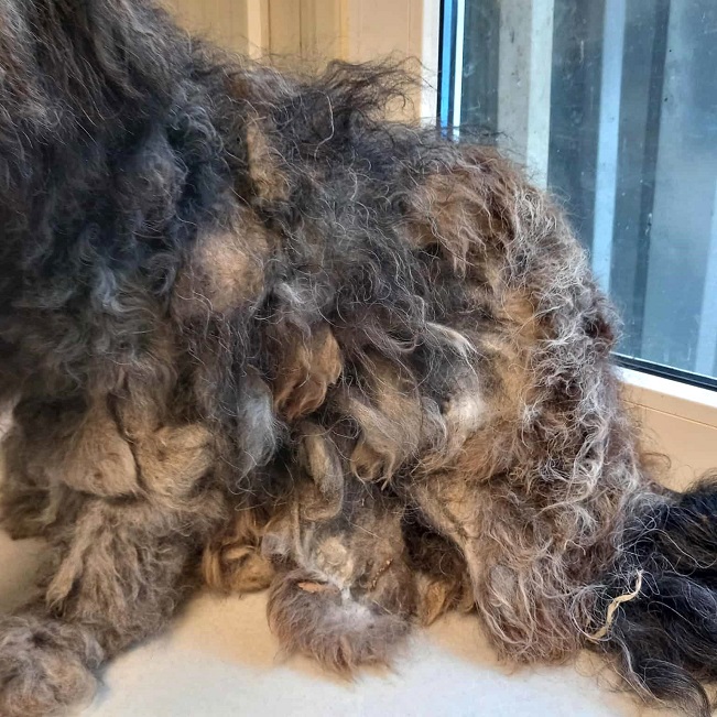 pfotenretterungarn Ronja (14)