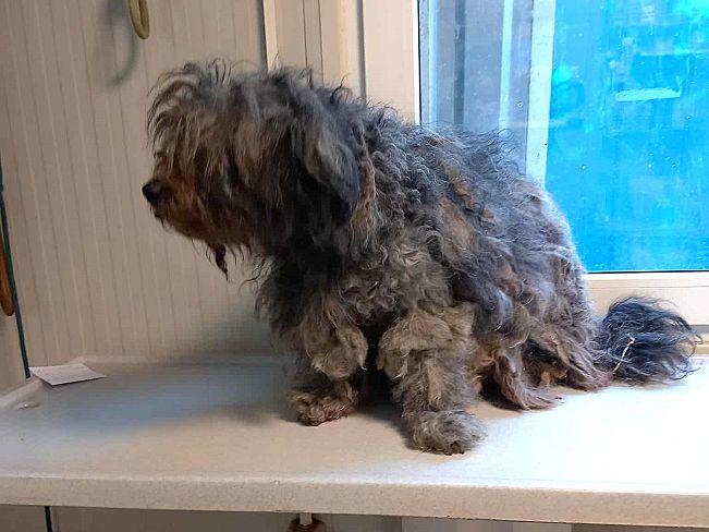 pfotenretterungarn Ronja (16)