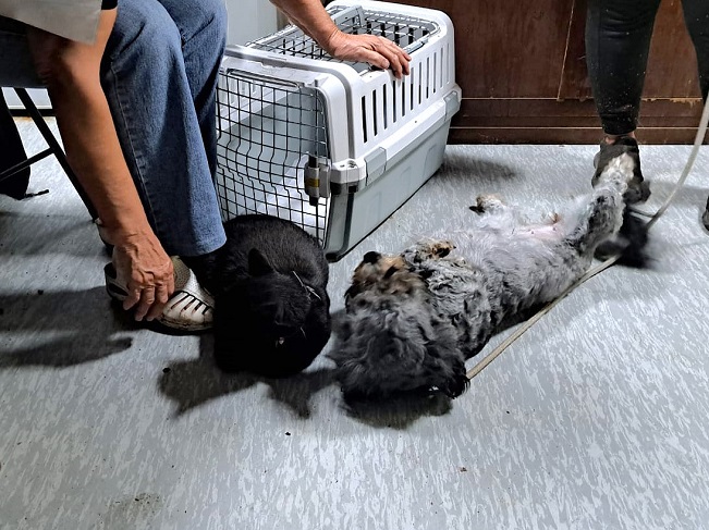 pfotenretterungarn Ronja (17)