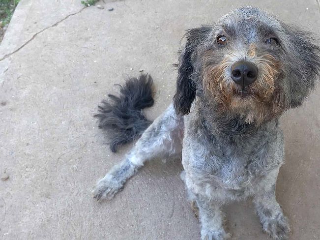 pfotenretterungarn Ronja (3)