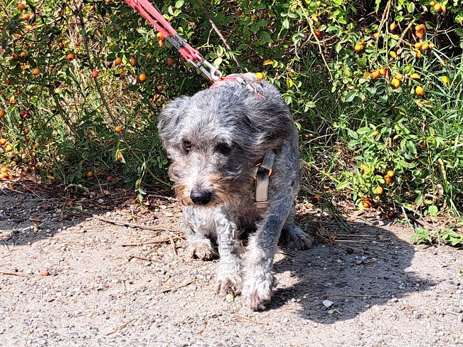 pfotenretterungarn Ronja (5)