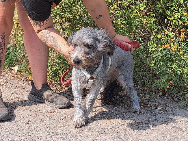 pfotenretterungarn Ronja (6)