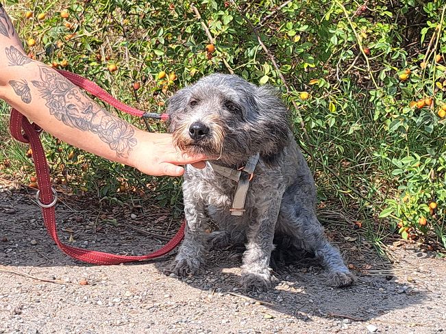 pfotenretterungarn Ronja (7)