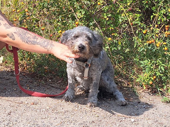 pfotenretterungarn Ronja (8)