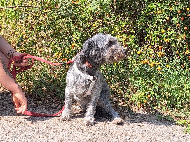 pfotenretterungarn Ronja (9)