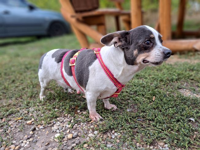 pfotenretterungarn Ruby (3)