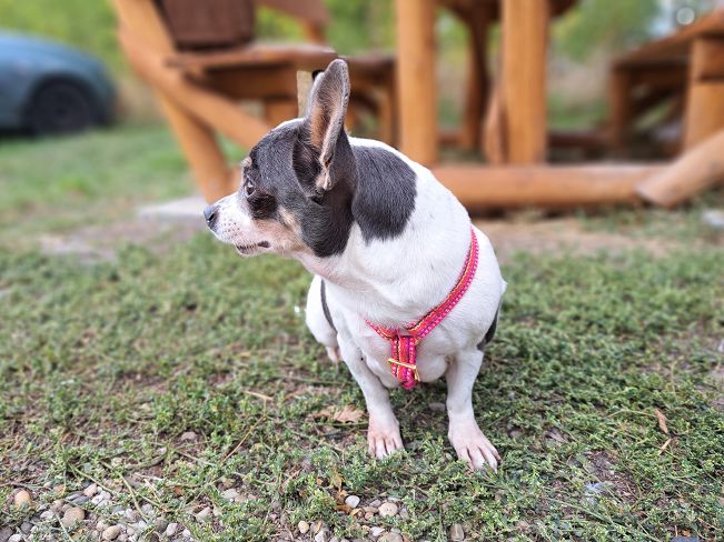 pfotenretterungarn Ruby (4)