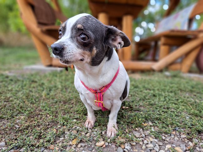 pfotenretterungarn Ruby (7)