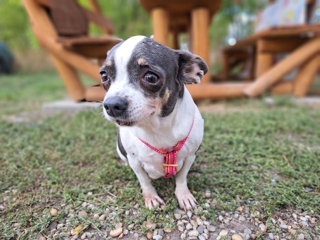 pfotenretterungarn Ruby (8)